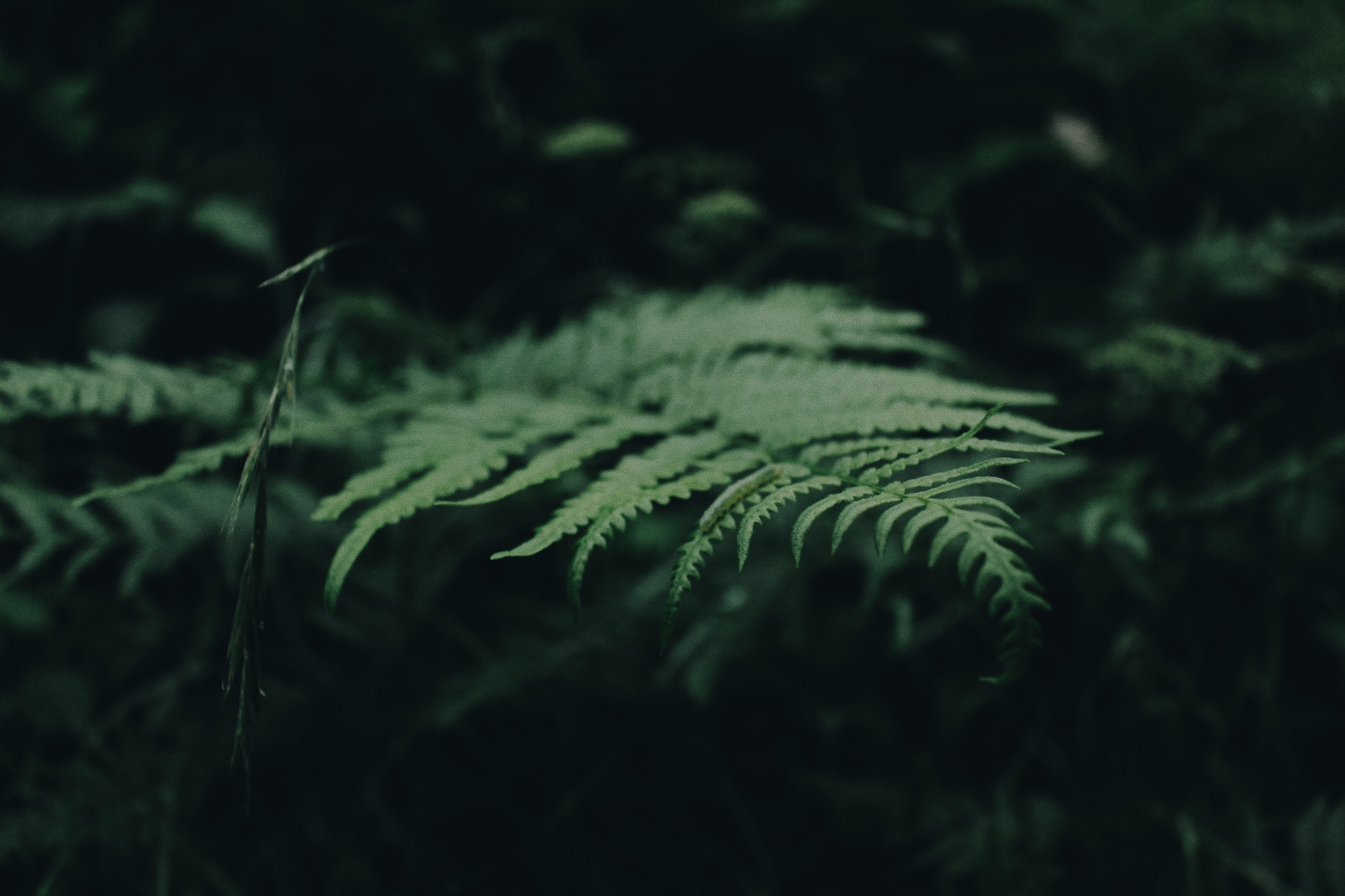 Green Fern Plant
